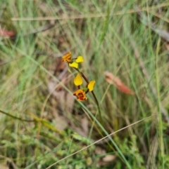 Diuris semilunulata at Namadgi National Park - 4 Dec 2023