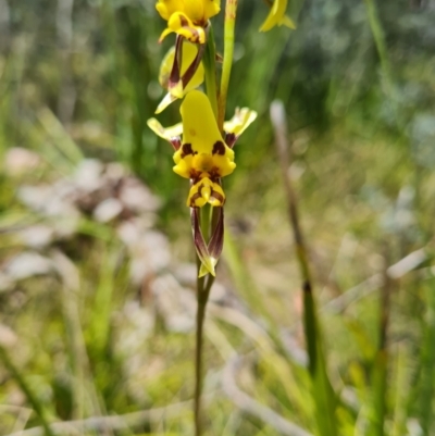 Diuris sulphurea (Tiger Orchid) at Rendezvous Creek, ACT - 4 Dec 2023 by WalkYonder