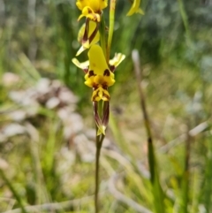 Diuris sulphurea (Tiger Orchid) at Namadgi National Park - 4 Dec 2023 by WalkYonder