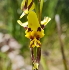 Diuris sulphurea at Namadgi National Park - 4 Dec 2023