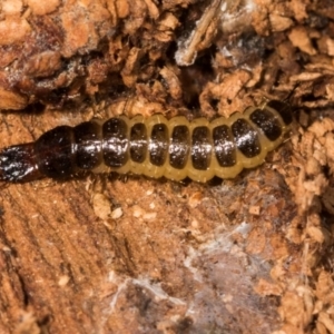 Staphylinidae (family) (Rove beetle) at Belconnen, ACT by AlisonMilton