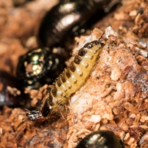 Staphylinidae (family) at Mount Painter - 3 Dec 2023