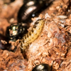 Staphylinidae (family) at Mount Painter - 3 Dec 2023