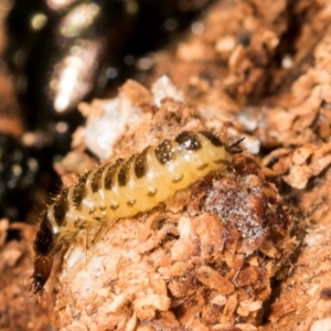 Staphylinidae (family) at Mount Painter - 3 Dec 2023