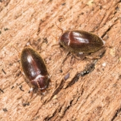 Alleculinae sp. (Subfamily) (Unidentified Comb-clawed beetle) at Mount Painter - 3 Dec 2023 by AlisonMilton