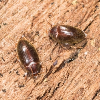 Alleculinae sp. (Subfamily) (Unidentified Comb-clawed beetle) at Mount Painter - 3 Dec 2023 by AlisonMilton