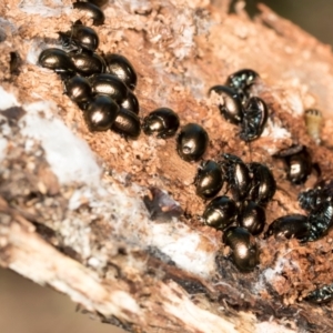 Unidentified Darkling beetle (Tenebrionidae) at suppressed by AlisonMilton