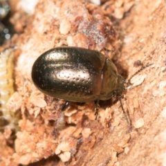 Chrysolina quadrigemina at Mount Painter - 3 Dec 2023 09:12 AM