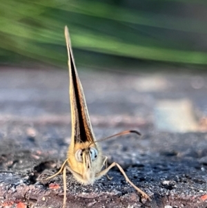 Heteronympha merope at Kingston, ACT - suppressed