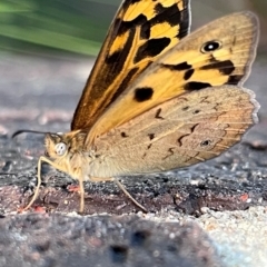 Heteronympha merope at Kingston, ACT - suppressed