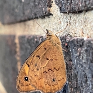 Heteronympha merope at Kingston, ACT - suppressed