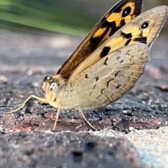 Heteronympha merope at Kingston, ACT - suppressed