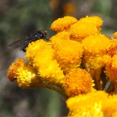 Lucilia sp. (genus) (A blowfly) at Griffith Woodland - 3 Dec 2023 by JodieR