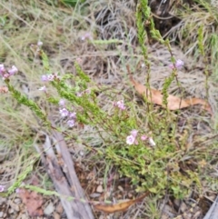 Euphrasia collina subsp. paludosa at Namadgi National Park - 4 Dec 2023 01:24 PM