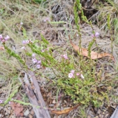 Euphrasia collina subsp. paludosa at Namadgi National Park - 4 Dec 2023