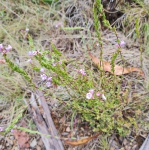 Euphrasia collina subsp. paludosa at Namadgi National Park - 4 Dec 2023