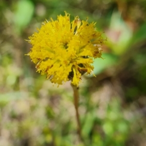 Leptorhynchos elongatus at Namadgi National Park - 4 Dec 2023