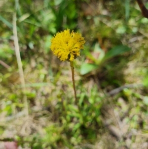 Leptorhynchos elongatus at Namadgi National Park - 4 Dec 2023