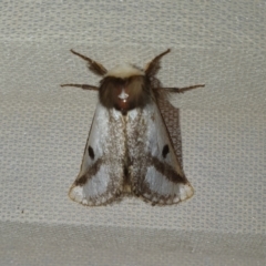 Epicoma melanospila (Black Spot Moth) at Yass River, NSW - 3 Dec 2023 by SenexRugosus
