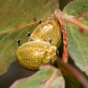 Paropsisterna cloelia at Higgins, ACT - 2 Dec 2023