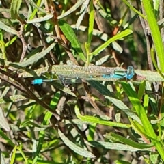 Austroagrion watsoni (Eastern Billabongfly) at Yass River, NSW - 3 Dec 2023 by SenexRugosus