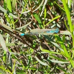 Austroagrion watsoni at Rugosa - 4 Dec 2023