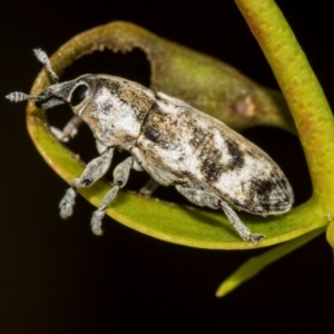 Lixus mastersii at Higgins, ACT - 2 Dec 2023