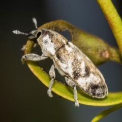 Lixus mastersii at Higgins, ACT - 2 Dec 2023