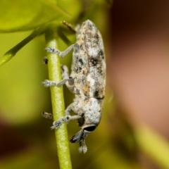 Lixus mastersii at Higgins, ACT - 2 Dec 2023 08:33 AM