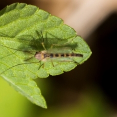 Chironomidae (family) (Non-biting Midge) at Higgins, ACT - 1 Dec 2023 by AlisonMilton