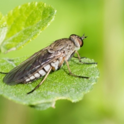 Unidentified True fly (Diptera) at Higgins, ACT - 1 Dec 2023 by AlisonMilton