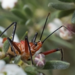 Gminatus australis (Orange assassin bug) at Block 402 - 3 Dec 2023 by patrickcox