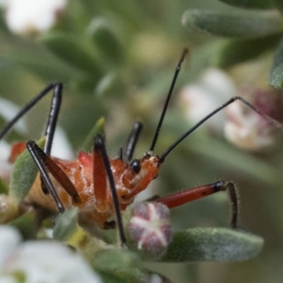 Gminatus australis (Orange assassin bug) at Block 402 - 3 Dec 2023 by patrickcox