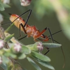 Gminatus australis at Bluetts Block (402, 403, 12, 11) - 3 Dec 2023