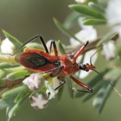 Gminatus australis at Bluetts Block (402, 403, 12, 11) - 3 Dec 2023