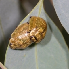 Paropsisterna cloelia (Eucalyptus variegated beetle) at Holt, ACT - 1 Dec 2023 by AlisonMilton