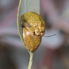 Paropsisterna cloelia at Holt, ACT - 1 Dec 2023