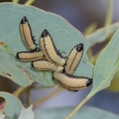 Paropsisterna cloelia at Holt, ACT - 1 Dec 2023 08:54 AM