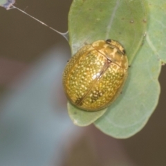 Paropsisterna cloelia at Holt, ACT - 1 Dec 2023