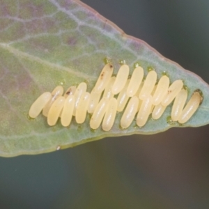 Paropsisterna cloelia at Holt, ACT - 1 Dec 2023