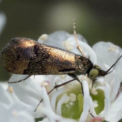 Nemophora sparsella (An Adelid Moth) at Piney Ridge - 2 Dec 2023 by patrickcox