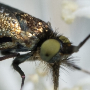 Nemophora sparsella at Bluetts Block (402, 403, 12, 11) - 3 Dec 2023 10:30 AM