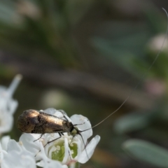 Nemophora sparsella at Bluetts Block (402, 403, 12, 11) - 3 Dec 2023 10:30 AM