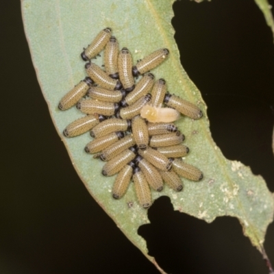 Paropsis (paropsine) genus-group (Unidentified 'paropsine' leaf beetle) at Holt, ACT - 30 Nov 2023 by AlisonMilton