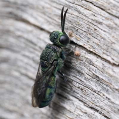 Primeuchroeus sp. (genus) (Cuckoo Wasp) at Bluetts Block Area - 3 Dec 2023 by patrickcox