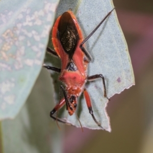 Gminatus australis at Holt, ACT - 1 Dec 2023 09:00 AM