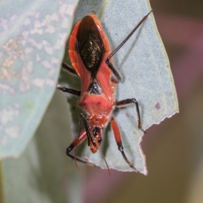 Gminatus australis (Orange assassin bug) at Holt, ACT - 30 Nov 2023 by AlisonMilton