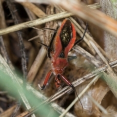 Gminatus australis at Holt, ACT - 1 Dec 2023 09:00 AM