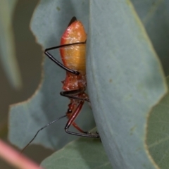 Gminatus australis at Holt, ACT - 1 Dec 2023