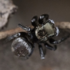 Hasarius adansonii (Adanson's house jumper) at Stromlo, ACT - 2 Dec 2023 by patrickcox